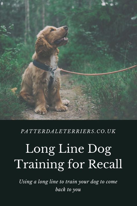 Long Leash Training, Patterdale Terrier, Hand Signals, Dog Line, Leash Training, Training Schedule, Dog Lead, Dog Leads, Potty Training