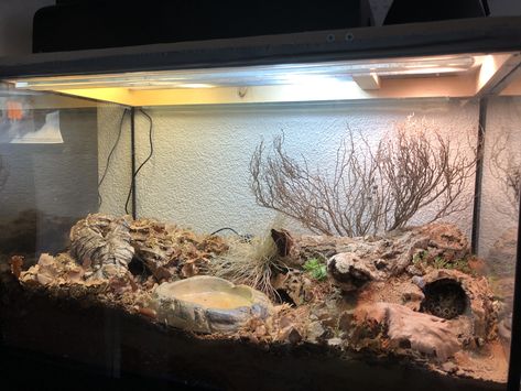 This is my 15gal bioactive Western Hognose enclosure Bioactive Tarantula Enclosure, Dessert Reptile Enclosure, Dessert Terrarium Reptile, Bioactive Hognose Enclosure, Desert Reptile Enclosure, Hognose Bioactive, Bioactive Reptile Enclosure, Hog Nose Snake Enclosure, Hognose Snake Enclosure Ideas