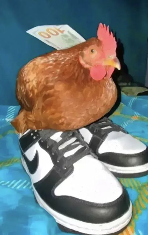 Chicken Wearing Shoes, Chicken Reaction Pic, Chicken With Shoes, Cursed Phone Wallpaper, Chicken Pfp, Shoes Pfp, Goofy Shoes, Goofy Wallpaper, Chicken Meme