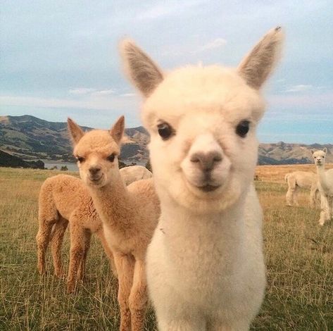 Lama Animal, Cute Alpaca, Pretty Animals, Cute Wild Animals, Happy Valentines, Funny Animal Pictures, 귀여운 동물, Cuteness Overload, Animals Friends