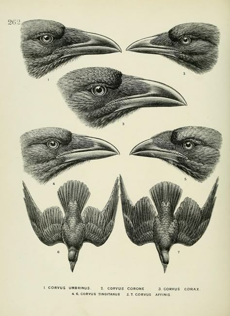 c 1.v.4 - A history of the birds of Europe : - Biodiversity Heritage Library: Scientific Drawing, Crows And Ravens, Crow Art, Science Illustration, Raven Art, Black Birds, Crows Ravens, Have Inspiration, Desenho Tattoo