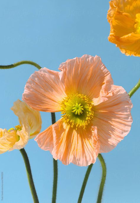 Poppy Flower Pictures, Floral Photos, Poppies Aesthetic, Poppy Aesthetic, Flower Reference Photo, Poppy Flower Colors, Poppy Flowers, Poppy Flower Aesthetic, Flower Reference