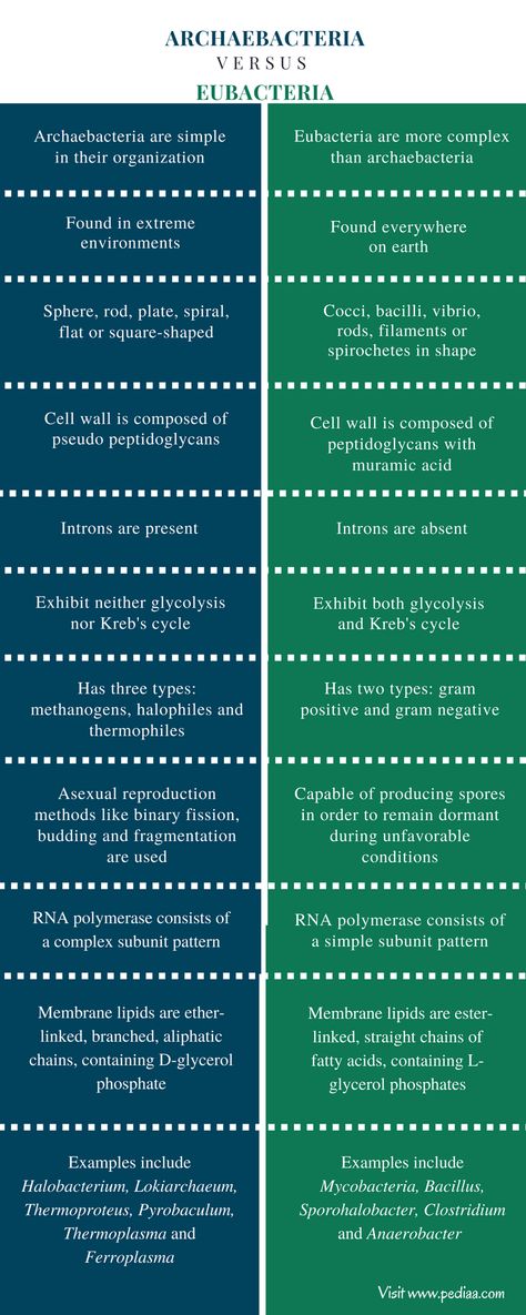 Cell Definition, Bacterial Cell, Exocrine Gland, Prokaryotic Cell, Gram Negative Bacteria, Mitochondrial Dna, Eukaryotic Cell, Plasma Membrane, Biology Notes