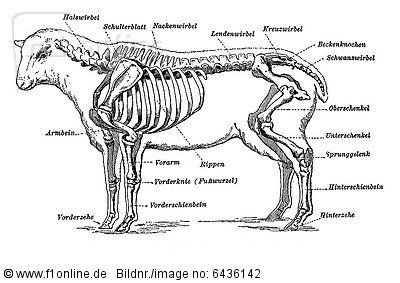 Illustration, the individual parts of a sheep skeleton, historic image, Meyers Konversations-Lexikon encyclopedia, 1897 . Rights Managed image, Rights Managed photo, stock photo agency F1online: 6436142, Imagebroker RM: iblnit02323501 Sheep Anatomy Drawing, Sheep Anatomy, Anatomy Body Parts, Sheep Drawing, Skeleton Anatomy, Skeleton Drawings, Animal Skeletons, Sheep Breeds, Sheep Art