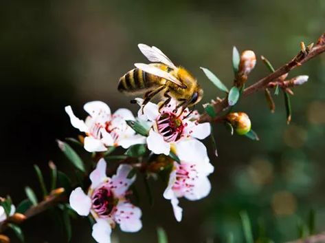 Manuka Flower, Botanical Candles, Types Of Honey, Organic Candles, Simple Organic, Leg Tattoo, Blooming Plants, Manuka Honey, Bee Happy