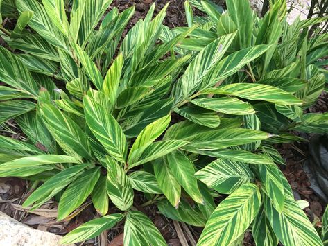 Florida Shade Plants, Climbing Shade Plants, Tall Shade Plants, Variegated Ginger, Indoor Shade Plants, Florida Plants Landscaping, Shade Plants Container, Flowering Shade Plants, Shell Ginger