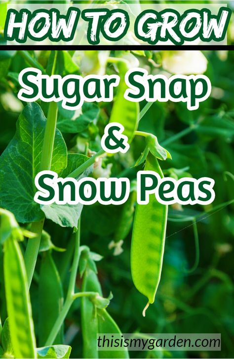 Snap Peas Garden, Growing Snow Peas, Crop Garden, Grow Peas, Pea Trellis, Growing Peas, Spring Crops, Tattoo Plant, Snow Peas