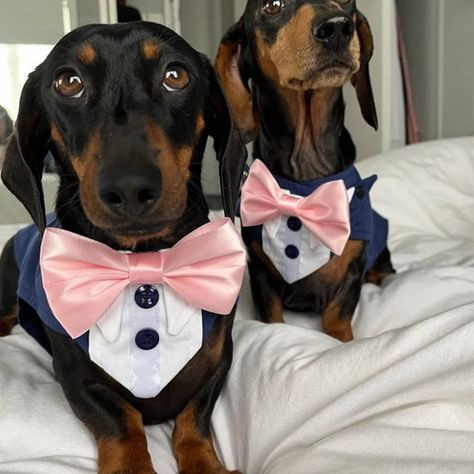 Dogs Wedding Outfits, Dog Suit Wedding, Small Dog Wedding Attire, Girl Dog Wedding Attire, Tuxedo For Dogs Wedding, Dog Tuxedo Wedding, Dachshund Wedding, Cat Bed Pattern, Formal Dog