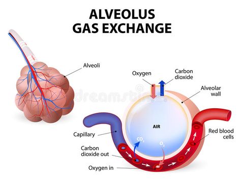 Alveolus. gas exchange. Pulmonary alveolus. alveoli and capillaries in the lungs , #affiliate, #exchange, #Pulmonary, #Alveolus, #gas, #capillaries #ad Respiratory System Anatomy, Emt Study, Gas Exchange, Medical Study, Nursing Care Plan, Study Essentials, Nursing School Survival, Respiratory Therapy, Biology Lessons