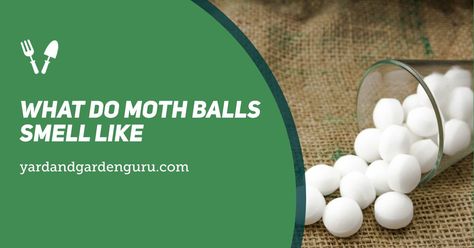 Have you ever wondered what, what do mothballs smell like? Explore the distinctive aroma of mothballs and their various uses in pest control and preservation.Yard and Garden Guru https://yardandgardenguru.com/what-do-moth-balls-smell-like/ Mothballs Uses, Mothball Smell, Cedar Chips, Moth Balls, Moth Repellent, What What, Yard And Garden, Pest Management, Oral Hygiene