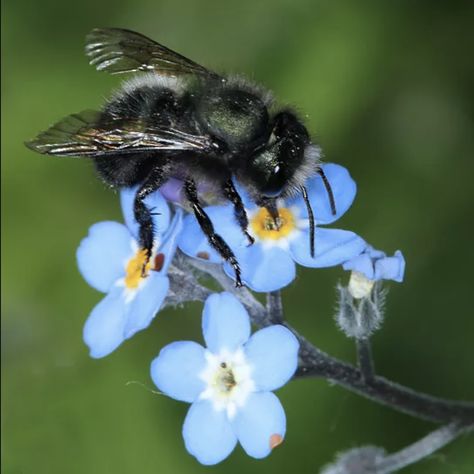 Which Bees are Best for Pollinating Early Blooming Flowers, Trees and Shrubs? The Orchard Mason Bees - Adams Gardens - Full service nursery and garden center - Nampa, Idaho Male Bee, Types Of Bees, Tree Id, Dragon Skull, Mason Bees, Bee House, Fall Bulbs, Bees Knees, Flowering Trees