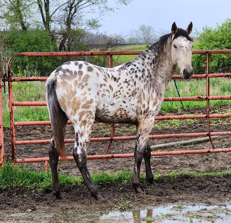 Peacock Appaloosa Horse, Peacock Appaloosa, Buckskin Appaloosa, Pintaloosa Horse, Unique Horse Coats, Albino Horse, Snowcap Appaloosa, Horse Appaloosa, Rare Horse Colors