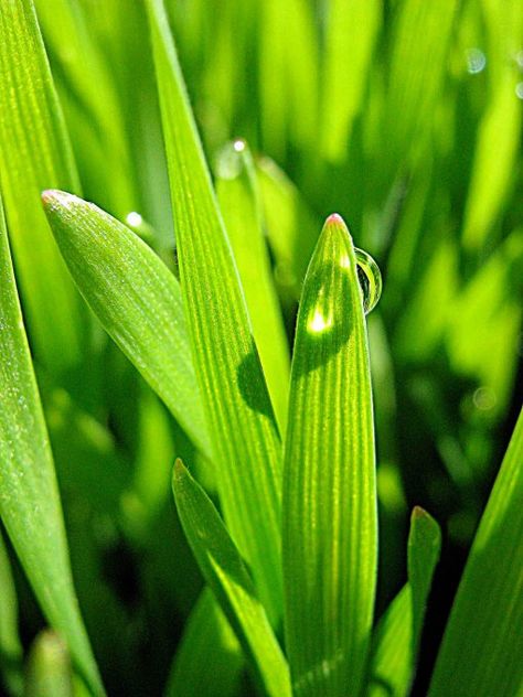 Grass!!! Wheat & Barley Grass – What, Why & How – Eat and Grow Barley Plant, Echinacea Benefits, Growing Grass, Barley Grass, Vitamin B1, Seed Germination, Super Food, Grass Seed, Creative Halloween Costumes