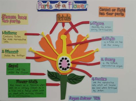 Science project Reproductive Parts Of A Flower, Reproductive System Project, Vegetables Names With Pictures, Flower Science, Flower Reproduction, Science Exhibition Projects, Science Projects For Middle School, Science Chart, Biology Projects