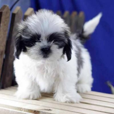 Petit chiot a donner gratuit ici – Chien bonheur Shih Tzu Puppy, Great Pictures, Shih Tzu, Dog Pictures, Animals Beautiful, Pet Birds, Yorkshire, Beautiful Design, Puppies