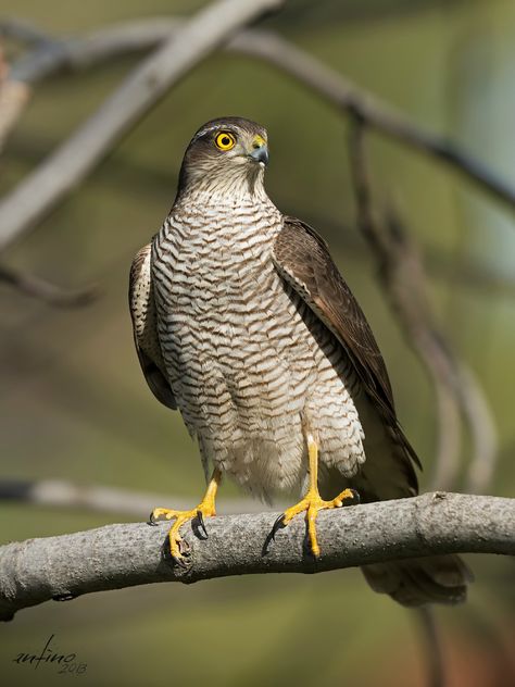 Eurasian Sparrowhawk female (view larger) | Photo.net Eurasian Sparrowhawk, Types Of Eagles, Drawing Birds, Sparrowhawk, Boykin Spaniel, Female Photo, Amazing Birds, Nikon D800, Red Tailed Hawk