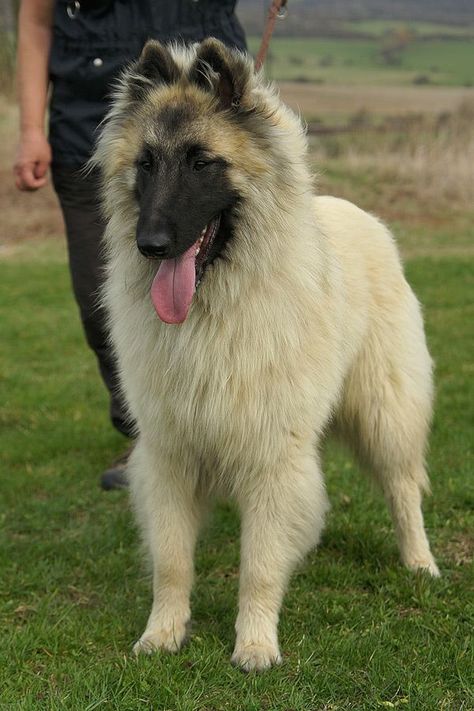 Belgian Tervuren Belgian Shepherd Tervuren, Belgian Turveren, Belgium Tervuren, Belgian Groenendael, Belgian Shepherd Groenendael, Belgian Dog, Unusual Dog Breeds, Berger Malinois, Belgian Tervuren