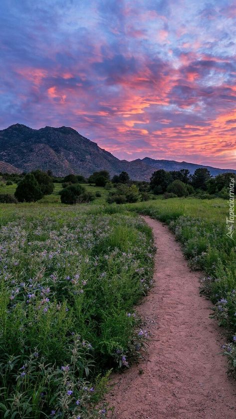 Sunsets In The Mountains, Country Side Scenery, Sunsets Mountain, Flower Field Wallpaper, Sunny Mountains, Pink Sky Aesthetic, Sunset Over Mountains, Sunset Garden, Mountain Path