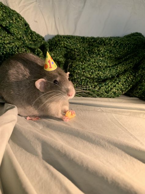 Birthday boy #rat #rats #rodent #pet Rat Cute Pictures, Rat Pet Cute, Rat Astethic, Funny Rats Pics, Rat Pet Aesthetic, Pet Rat Aesthetic, Rat Wallpapers Aesthetic, Cute Pet Rats, Cute Rats Aesthetic