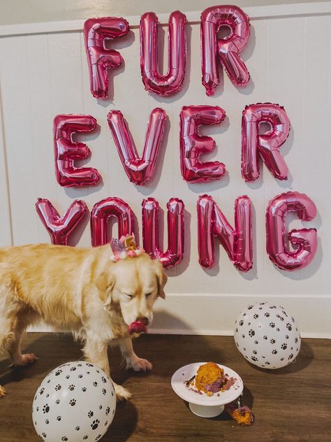 Dogs 21st Birthday Party, Dog Birthday Dinner, Dogs Bday Party Ideas, Birthday Party For A Dog, Senior Dog Birthday Photoshoot, Sweet 16 Dog Birthday, Dog Beach Party, Dog Birthday Photoshoot Outside, Dog 21st Birthday Party