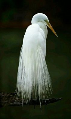 Great White Heron, Heron Photography, Great White Egret, Birds To Paint, Bird Painting Acrylic, White Heron, Heron Art, White Flamingo, Great Egret