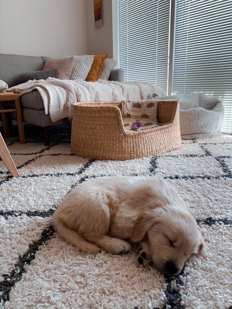 Golden Retriever Apartment, Dog In Apartment, Golden Retriever Girl, Pizza Pillow, Puppy Playpen, Apartment Dogs, Dog Spaces, Golden Retriever Puppies, Doodle Puppy