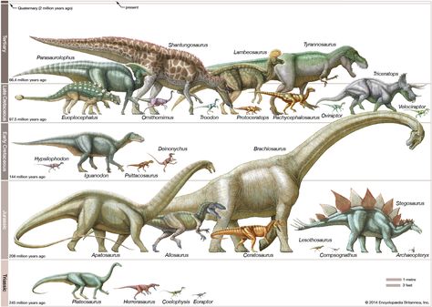 Dinosaur | fossil reptile | Britannica Mesozoic Era, Dinosaur Posters, Fossil Bones, Dinosaur Wall Art, Dinosaur Art, Dinosaur Fossils, Prehistoric Animals, Early Childhood, T Rex