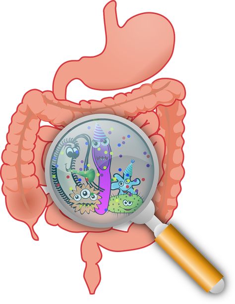 ADN, microbiota y riesgo de celiaquía — Cuaderno de Cultura Científica Fodmap Diet Plan, Lactobacillus Gasseri, Low Fodmap Diet Recipes, Cleanse Colon, Fodmap Diet Recipes, Healthy Microbiome, Gut Brain, Gut Microbiota, Lactobacillus Acidophilus