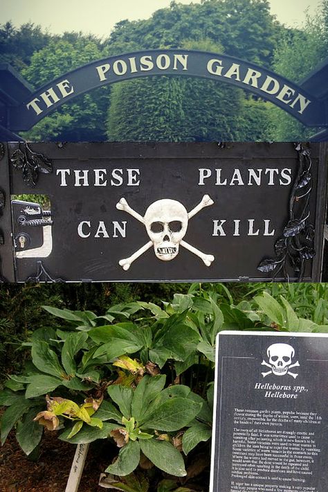 In the shadow of one of Ireland's most famous attractions lies a fascinating garden of toxic plants. BE CAREFUL! These plants WILL kill you! #InspiringTravellers: http://inspiringtravellers.com/poison-garden-blarney-ireland/ Ireland Style, Deadly Plants, Poison Garden, Toxic Plants, Garden Uk, Book Mood, Poisonous Plants, Ireland Vacation, Castle Garden