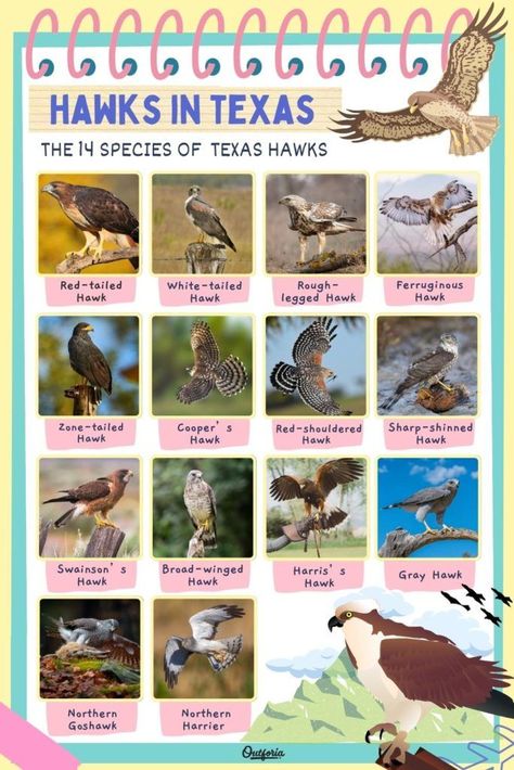 Hawks are majestic birds of prey with incredible eyesight. Spotting prey from high above the ground is unchallenging for them. But did you know that some hawk species call the Lone State home? Check out Outforia's latest article to know more about the 14 species of hawks in Texas. Hawk Species, Northern Goshawk, Sharp Shinned Hawk, Hawk Bird, Red Tailed Hawk, Animal Species, Wildlife Animals, Large Animals, Birds Of Prey