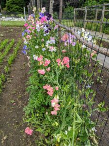 Sweet Peas On Trellis, Sweet Peas Trellis Ideas, Sweet Pea Fence, Sweet Pea Wall, Sweet Pea Support Ideas, Sweet Pea Trellis Ideas, Sweet Pea Trellis, Sweet Pea Garden, Pea Trellis