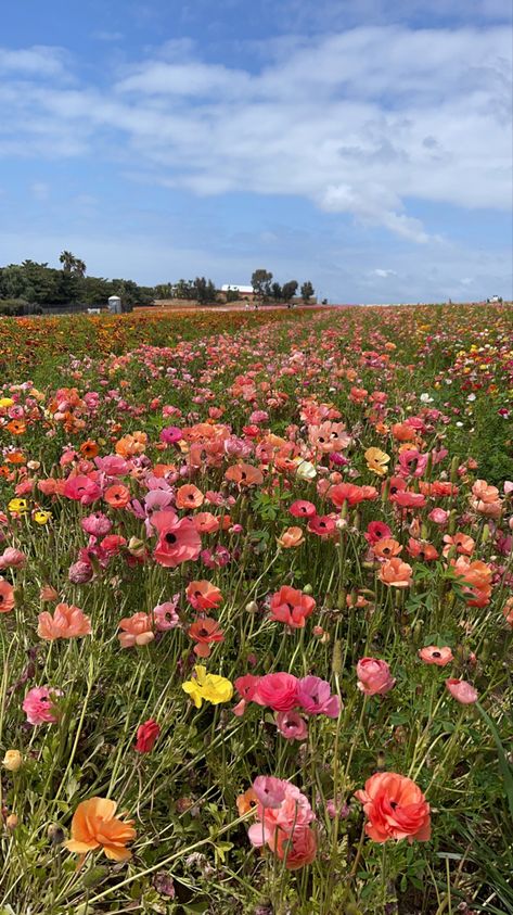 Carlsbad Flower Fields, Pretty Landscapes, Flower Therapy, Beautiful Bouquet Of Flowers, Spring Aesthetic, Landscape Pictures, Nature Aesthetic, Flower Backgrounds, Flowers Nature