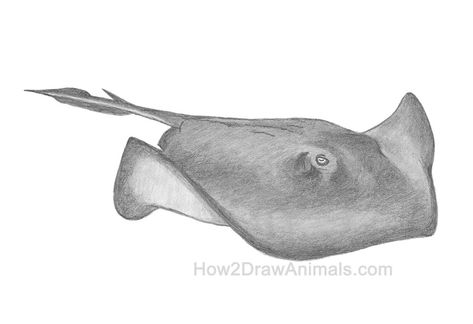 How to draw a stingray by How2DrawAnimals - YouTube #animalart #artsketches #pencildrawings #artdrawings #drawingtechniques Sting Ray Sketch, Sting Ray Drawings, Stingray Sketch, Freshwater Stingray, Stingray Drawing, Nautical Compass Tattoo, Disc Art, Stingray Tattoo, Lab Art