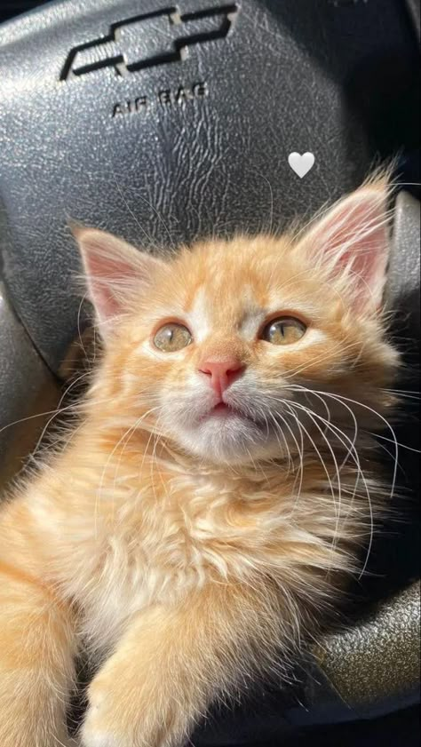 Orange Kitten, Orange Kittens, Dream Pet, Image Chat, Cats Photos, Cute Cats Photos, Orange Cats, Cute Kitties, Pretty Animals