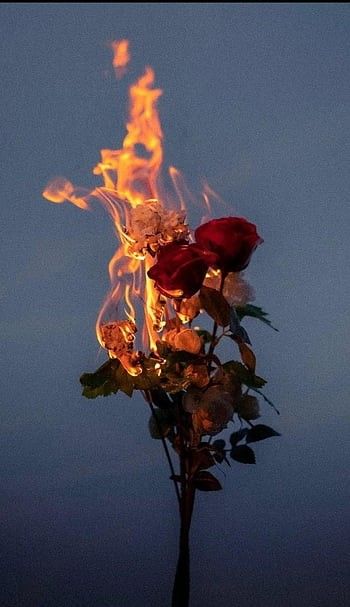 Beautiful Fire Aesthetic, Cool Pictures For Profile Pic, Core Me Love Aesthetic, Xavier Institute Aesthetic, Fire Rose Aesthetic, Faded Flowers Aesthetic, Rotting Flowers Aesthetic, Red Rose Dark Aesthetic, Wilting Rose Aesthetic