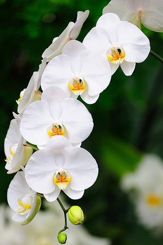 #Flowers | #flower | #Orchid Orchid Photography, Orchid Photo, Exotic Orchids, Phalaenopsis Orchid, Orchid Care, Beautiful Orchids, Most Beautiful Flowers, White Orchids, Exotic Plants