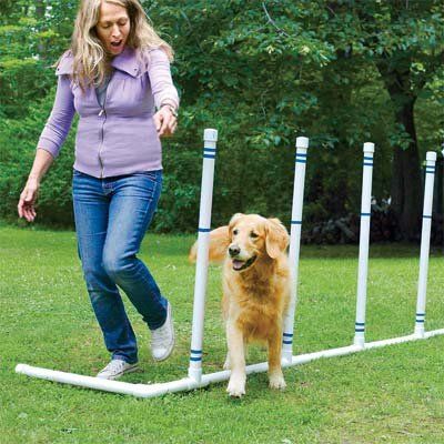 Build a Pet Agility Course Diy Dog Agility Course, Dog Agility Course Diy, Dog Agility Course, Agility Training For Dogs, Dog Playground, Easiest Dogs To Train, Agility Training, Dog Training Techniques, Dog Crafts