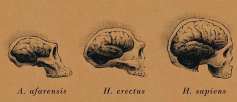 Embedded image The Human Brain Anatomy, Pons Brain Anatomy, Human Brain Diagram Anatomy, Human Brain Front View, Human Brain Anatomy, Evolutionary Psychology, 6th Grade Social Studies, Neuroscience, Mental Wellness