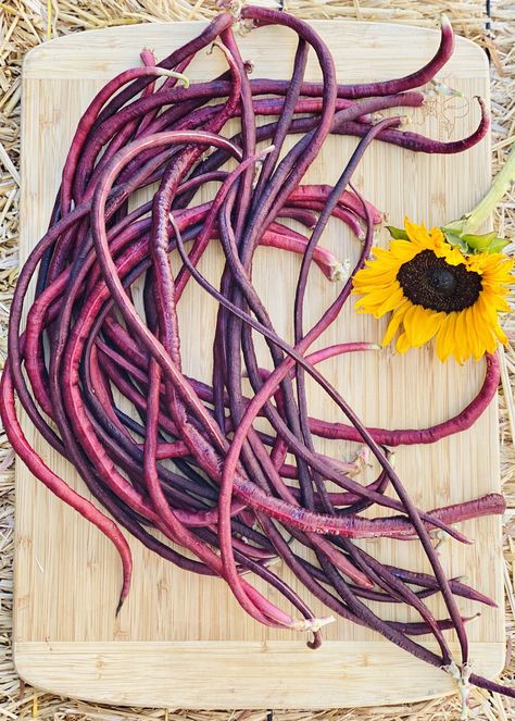 Purple Long Beans Recipe, Yard Long Beans Recipe, Long Beans Recipe, Chinese Green Bean Recipes, Yard Long Beans, Chinese Green Beans, Red Beans Recipe, Purple Beans, Garden Snakes