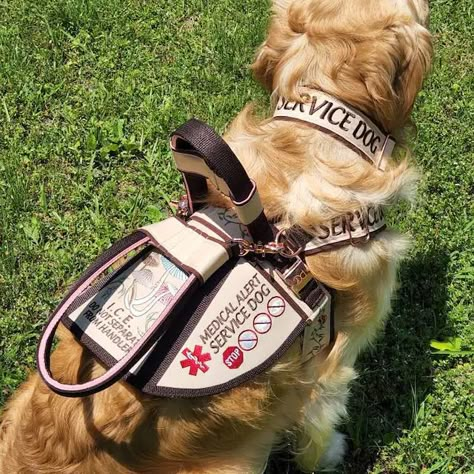 Service Dog Breeds, How To Make A Service Dog Vest, Billy Showalter, Service Dogs Vest Ideas, Tactical Dog Gear, Service Dog Gear, Service Dog Harness, Cute Service Dog Vest, Service Dogs Breeds