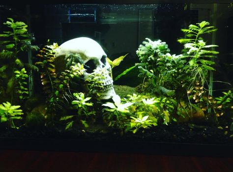 118 points and 14 comments so far on reddit Black Gravel Fish Tank, Goth Aquarium, 10 Gallon Aquascape, 10 Gallon Fish Tank Ideas, Black Fish Tank, 10 Gallon Fish Tank, Tank Terrarium, Fish Room, Fish Tank Themes