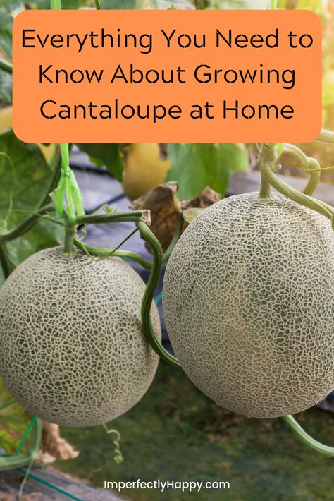 When To Harvest Cantaloupe, When Is Cantaloupe Ready To Pick, Cantaloupe Growing, Planting Cantaloupe, How To Grow Cantaloupe, Grow Cantaloupe, Musk Melon, Growing Melons, Canteloupe