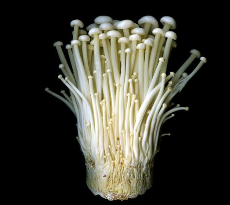 Enoki Mushroom Culture, Enoki Mushrooms, White Mushrooms, Photo Puzzle, Fast Growing, Life Photography, Still Life Photography, Photographic Prints, Photo Gifts