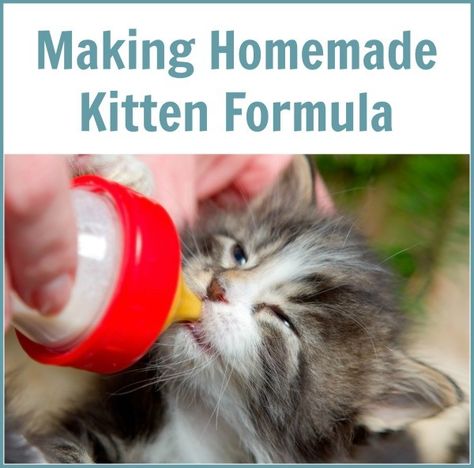 This is a guide about homemade kitten formula. Keep your kitten happy and healthy by making your own formula. Kitten Formula Recipe, Feeding Kittens, Pet Recipes, Kitten Formula, Healthy Cat Food, Heath Tips, Homemade Cat Food, Formula Recipes, Cat Tips