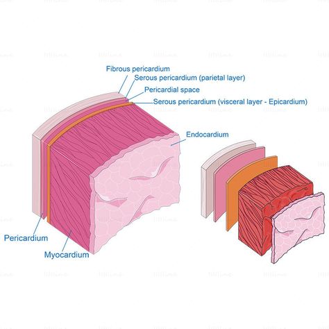 Layers Of The Heart Anatomy, Heart Layers Anatomy, Heart Labelled Diagram, Pericardium Anatomy, Conducting System Of Heart Diagram, External Structure Of Heart Diagram, Cardiac Muscle Cell, Cardiac Anatomy, Heart Valves