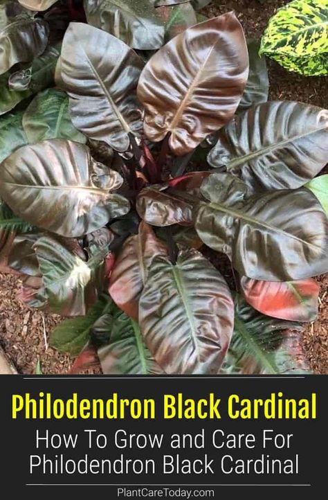 Learn how to grow and care for Philodendron Black Cardinal. It's a beautiful plant with dark leaves that belongs in any home or garden! Black Cardinal Philodendron, Philodendron Black Cardinal, Philodendron Care, Dark Leaves, Air Cleaning Plants, Plants House, Houseplant Care, Plant Wishlist, Orchid Bark