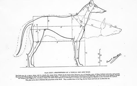 Dog Proportions, Mannequin Drawing, Wolf Poses, Dog Anatomy, Anatomy Study, Animal Study, Dog Info, Medical Illustration, Anatomy Reference