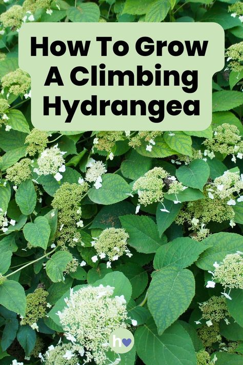 Wondering how to grow a climbing hydrangea? Learn how to plant, care for, and maintain these beautiful vines to enhance your garden with lush, cascading blooms. Climbing Hydrangea Vine, How To Grow Hydrangeas, Hydrangea Vine, Hydrangea Potted, Hydrangea Tree, Hydrangea Landscaping, Hydrangea Varieties, How To Grow Vegetables, Climbing Hydrangea