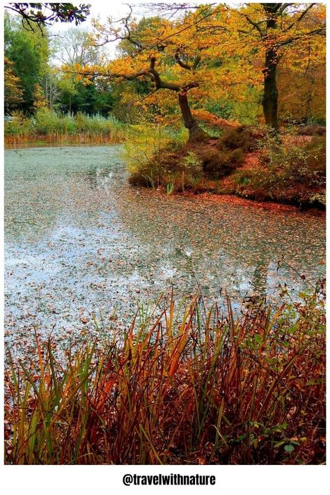 Over 100 lakes and ponds can be found within the forest varying in size and age.A wide variety of leisure activities associated with the forest, most notably rambling, cycling and horse riding. Horse riding is popular in Epping Forest. Riders need to be registered. There are 60 pitches for football with changing facilities on forest land at Wanstead Flats, which are used by amateur and youth teams.And its free to visit .So visit the place and be with Travel With Nature. #travelwithnature #nature Epping Forest, Essex England, Pretty Views, Places In England, Awesome Places, Beautiful Pics, Autumn Scenery, England Uk, Lombok