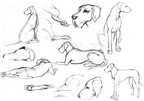 Great Dane Sketches by silentillusion.deviantart.com on @deviantART